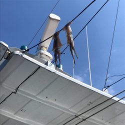 横須賀大津の小川丸さんで沖の瀬のヤリイカ。