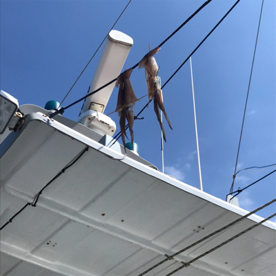 横須賀大津の小川丸さんで沖の瀬のヤリイカ。