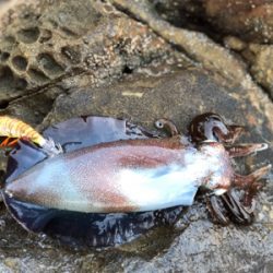 朝マズメで一杯