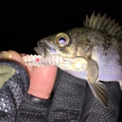 和歌山メバル行脚！