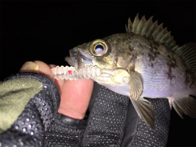 和歌山メバル行脚！