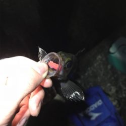 ふぉーる虫をフォール中で