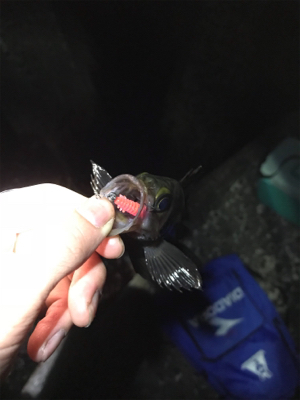 ふぉーる虫をフォール中で