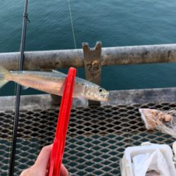 イワシが食べたいから