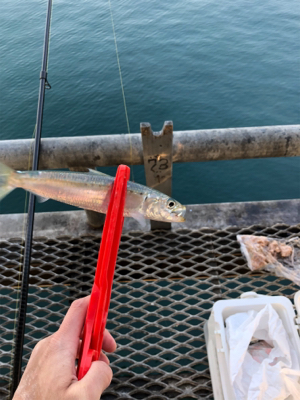 イワシが食べたいから