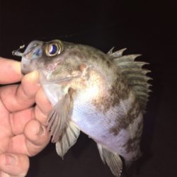 漁港でメバリング