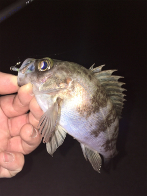 漁港でメバリング