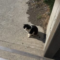 際に湧いてたやつ