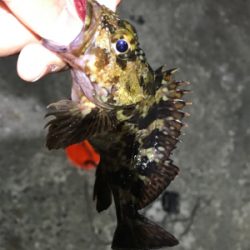 ガッシーに癒されましたー