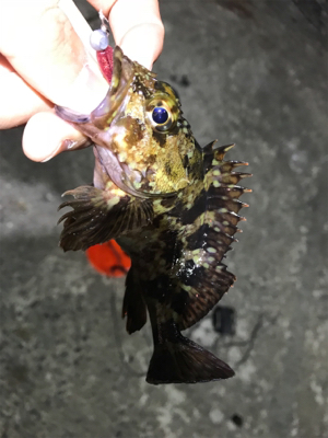 ガッシーに癒されましたー