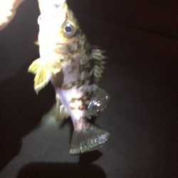 久しぶりのメバリング