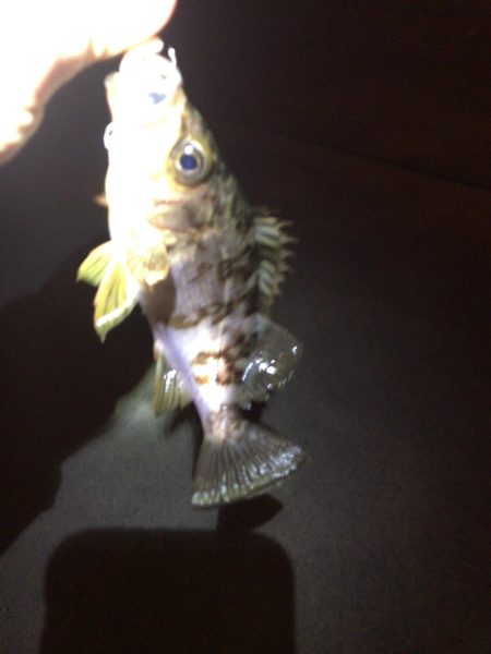 久しぶりのメバリング