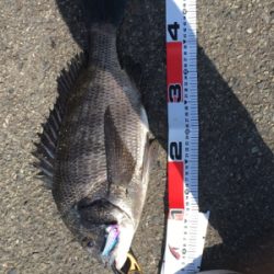 またまたおチヌ様