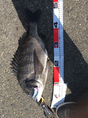 またまたおチヌ様