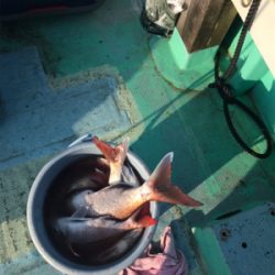 鯛サビキ  瀬戸大橋付近  大量！