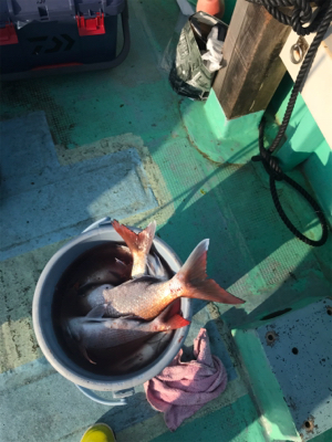 鯛サビキ  瀬戸大橋付近  大量！