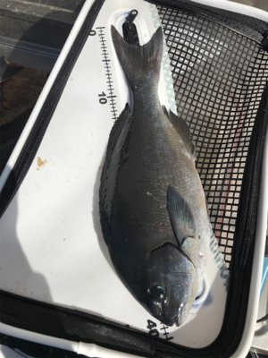 ラストのグレ釣り