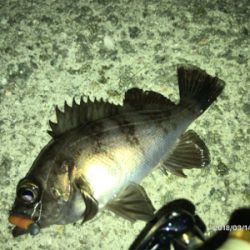 今年初釣行メバル