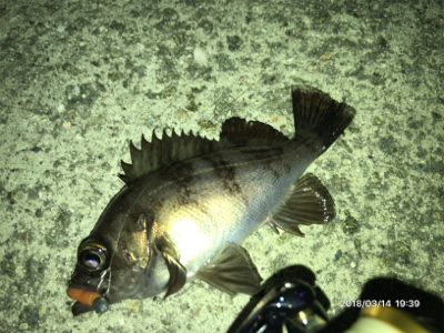 今年初釣行メバル