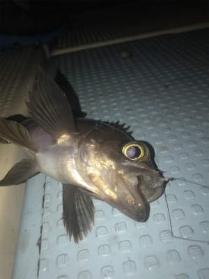 メバルorセイゴ