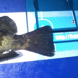 阿南市の椿泊でメバリング