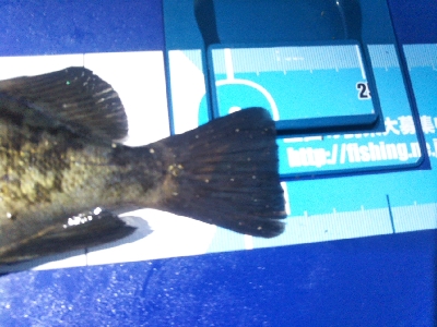 阿南市の椿泊でメバリング