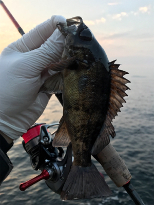 んん~(釣行 其の拾参)