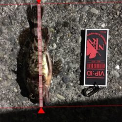 アジはまだ、、、