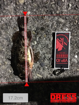 アジはまだ、、、