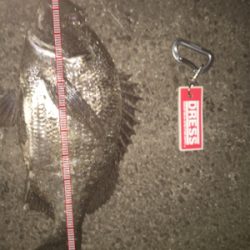 チヌ乗っ込みか！