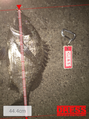 チヌ乗っ込みか！