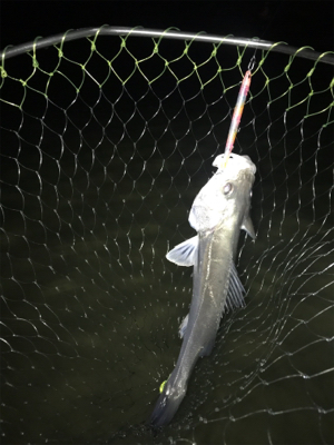 ナイトウェーディング