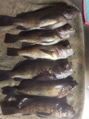 久しぶりの瀬戸内海