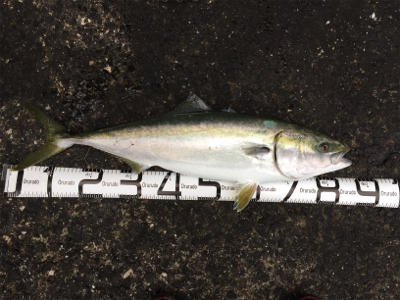 ブリ！ブリ！！ブリ！！！