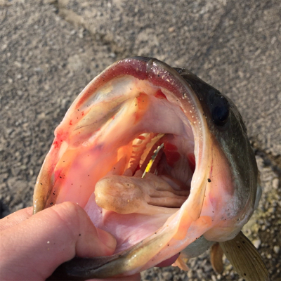 18春 初バス‼︎45㎝