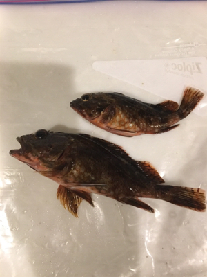 ライトゲームでガシラ