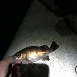 まだまだ根魚祭り