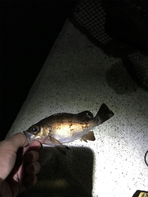 まだまだ根魚祭り