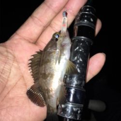 久し振りの淡路島釣行