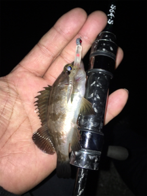 久し振りの淡路島釣行