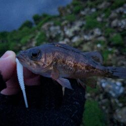 豆メバルの襲撃