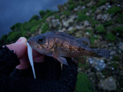 豆メバルの襲撃