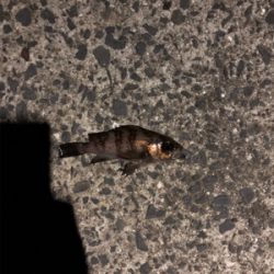 福良 初メバリング