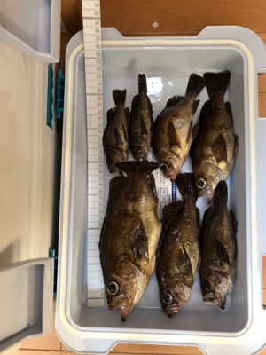 メバリング釣行