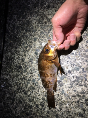 寒い中の釣行。もっと暖かいかと…