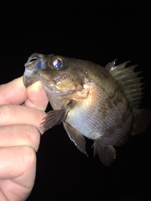 明石でメバリング