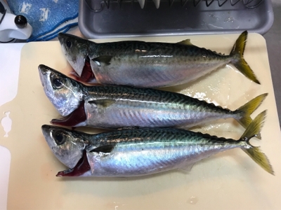 アジとサバたくさん