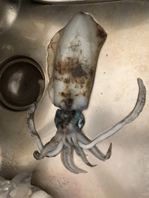 貴重な当たりを確実にGET