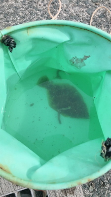 劇渋(T_T) チビカレイ