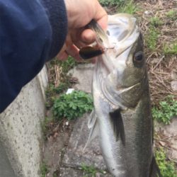 やっぱりSRクランク♪